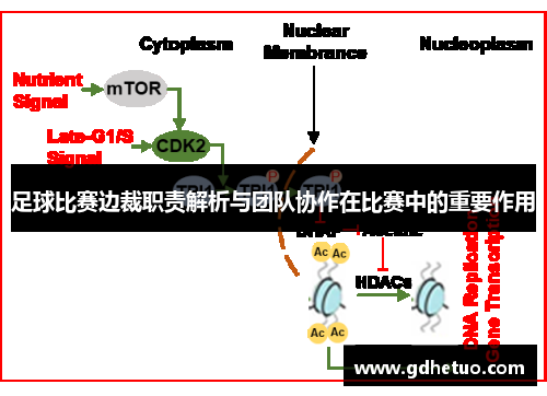 足球比赛边裁职责解析与团队协作在比赛中的重要作用